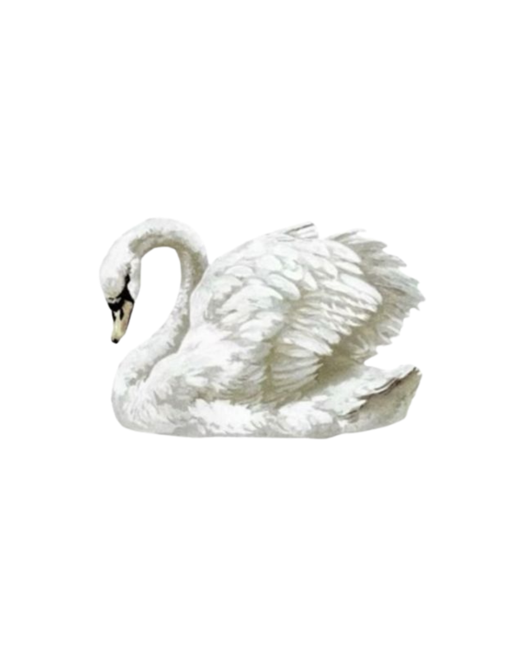 White Swan