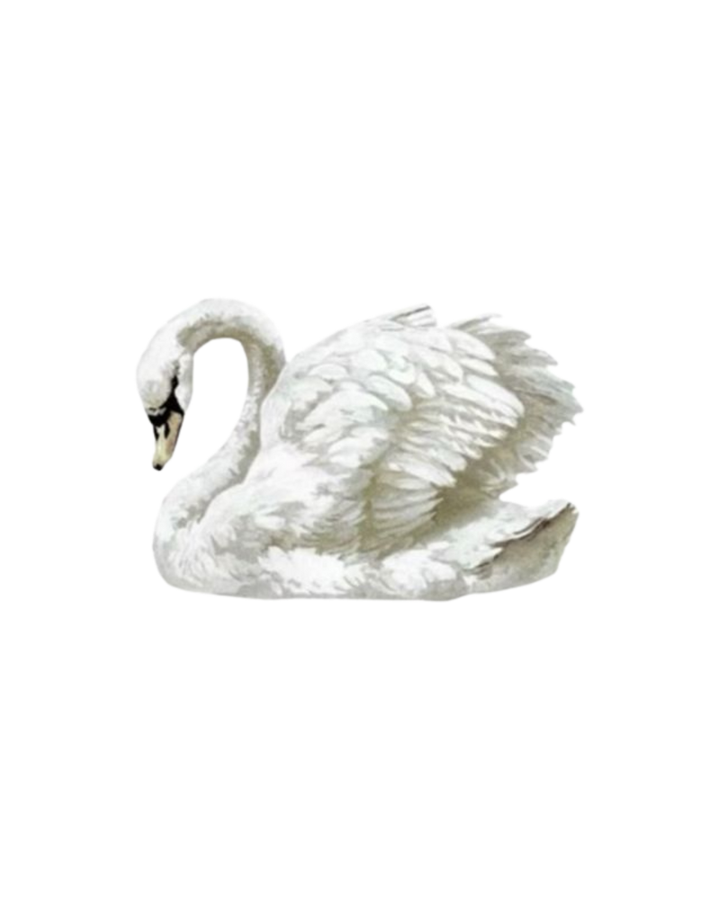 White Swan